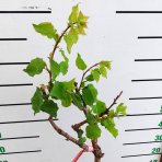 Mini marhuľa nízkokmenná (Prunus armeniaca) ´APRIGOLD´® - stredne skorá, výška 60-80 cm, kont. C10L